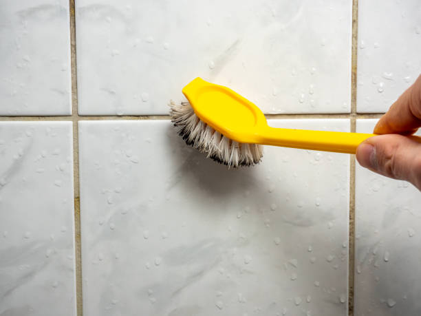 Best Basement Mold Remediation in Fallston, MD