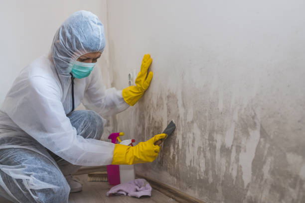 Best Kitchen Mold Remediation in Fallston, MD