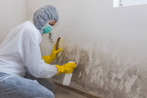 Best Attic Mold Remediation in Fallston, MD
