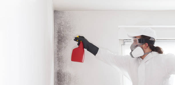 Best Attic Mold Remediation in Fallston, MD