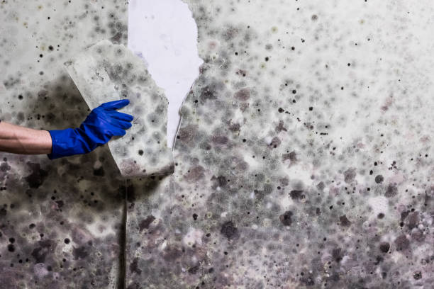 Best Industrial Mold Remediation in Fallston, MD
