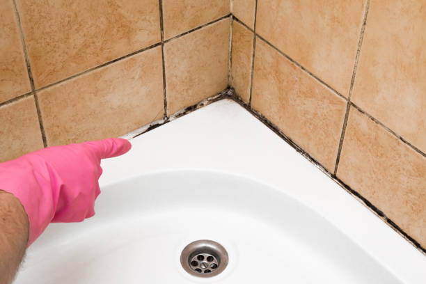 Best Emergency Mold Remediation in Fallston, MD